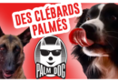 de-kubi-dormoy-chiens-palme-or-palm-dog-ouragan-chien-mechant-messi-brandy-breast-bloom-live-replay-os