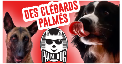 de-kubi-dormoy-chiens-palme-or-palm-dog-ouragan-chien-mechant-messi-brandy-breast-bloom-live-replay-os